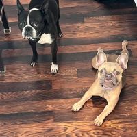 Lake Travis Animal Hospital ico
