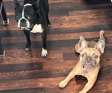Lake Travis Animal Hospital