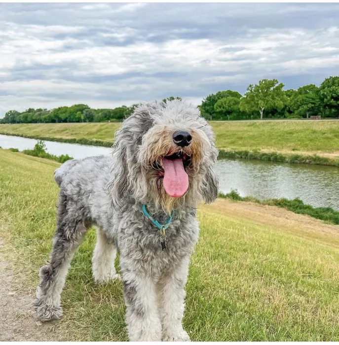 Lake Travis Animal Hospital 6