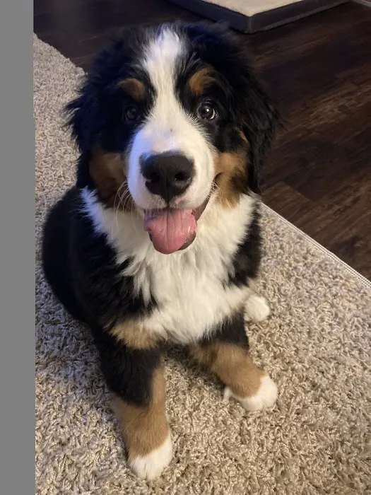 Lake Travis Animal Hospital 9