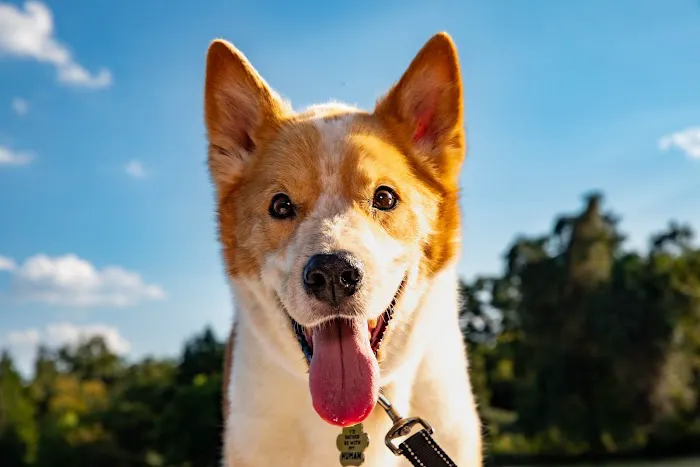 Violet Crown Veterinary Specialists 1