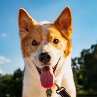 Violet Crown Veterinary Specialists ico