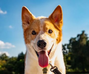 Violet Crown Veterinary Specialists