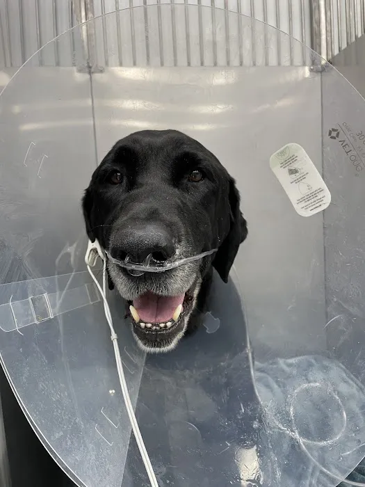 Violet Crown Veterinary Specialists 6