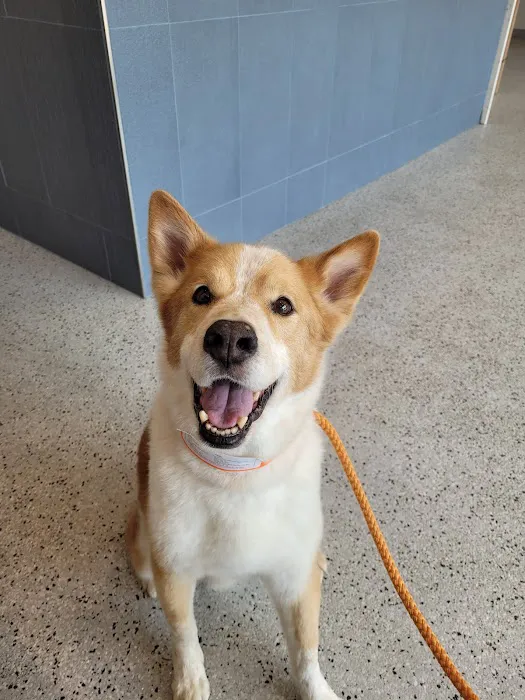 Violet Crown Veterinary Specialists 5