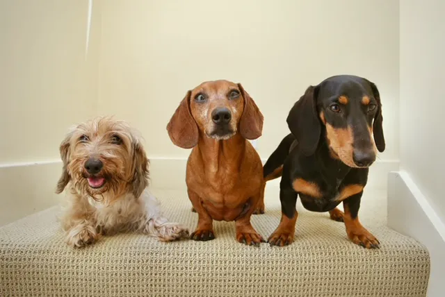 Banfield Pet Hospital 3
