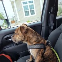 Republic Veterinary Hospital ico