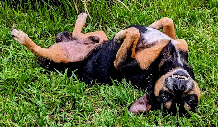 Vetco Vaccination Clinic 12