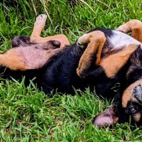 Vetco Vaccination Clinic ico