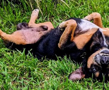 Vetco Vaccination Clinic