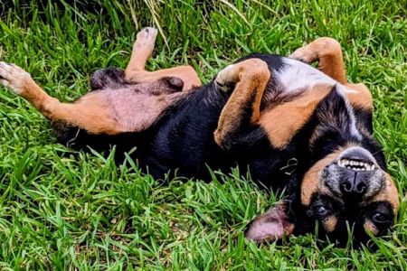 Vetco Vaccination Clinic