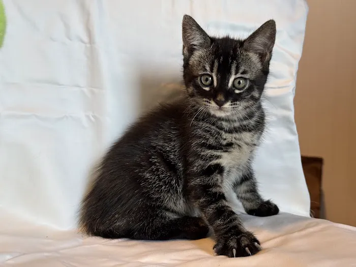 Tejas Bengals Cattery 12
