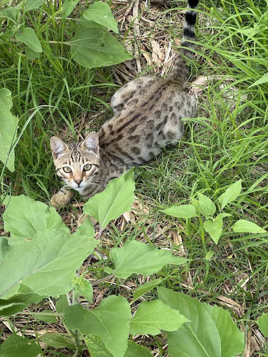 Tejas Bengals Cattery 12