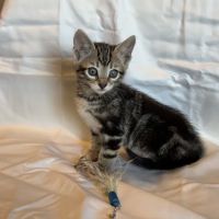 Tejas Bengals Cattery ico