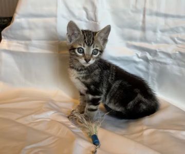 Tejas Bengals Cattery
