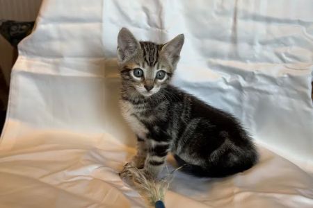 Tejas Bengals Cattery