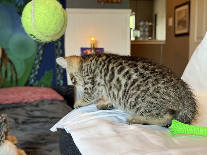 Tejas Bengals Cattery 12