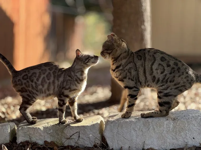 Tejas Bengals Cattery 12