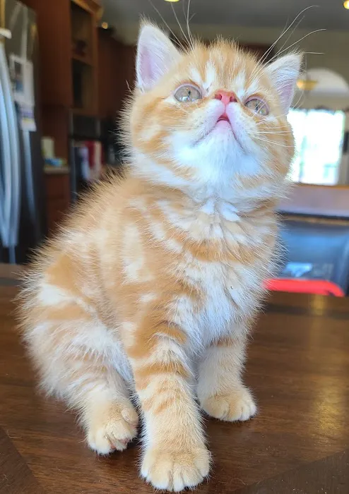 Galaxy Exotic Persian Cattery 7