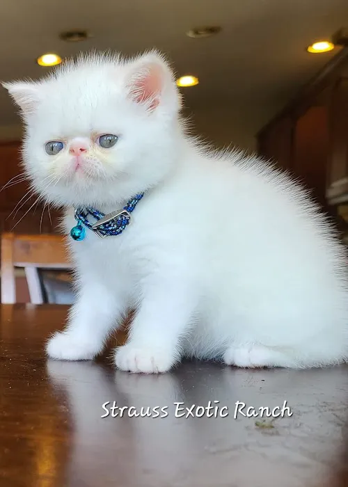 Galaxy Exotic Persian Cattery 9