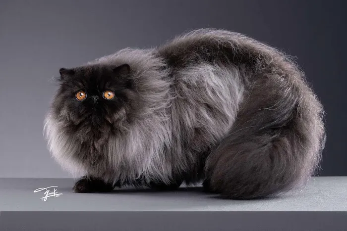 Galaxy Exotic Persian Cattery 2