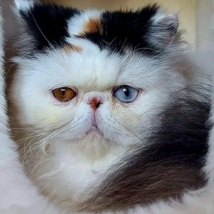 Galaxy Exotic Persian Cattery 8