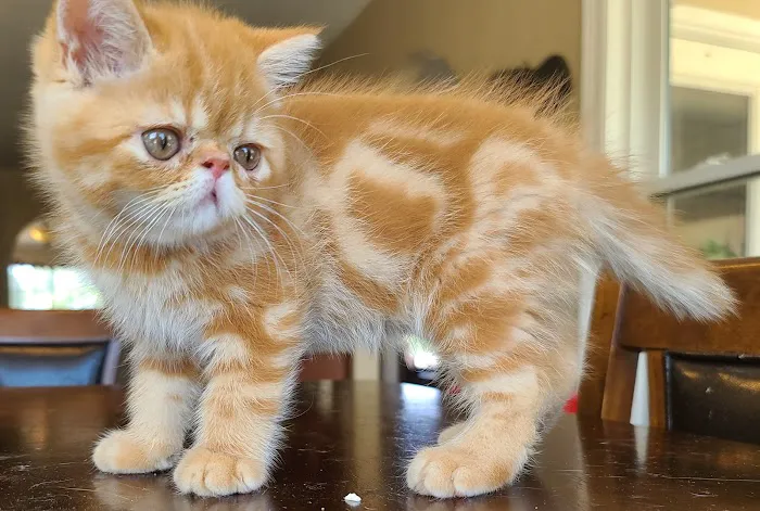 Galaxy Exotic Persian Cattery 5