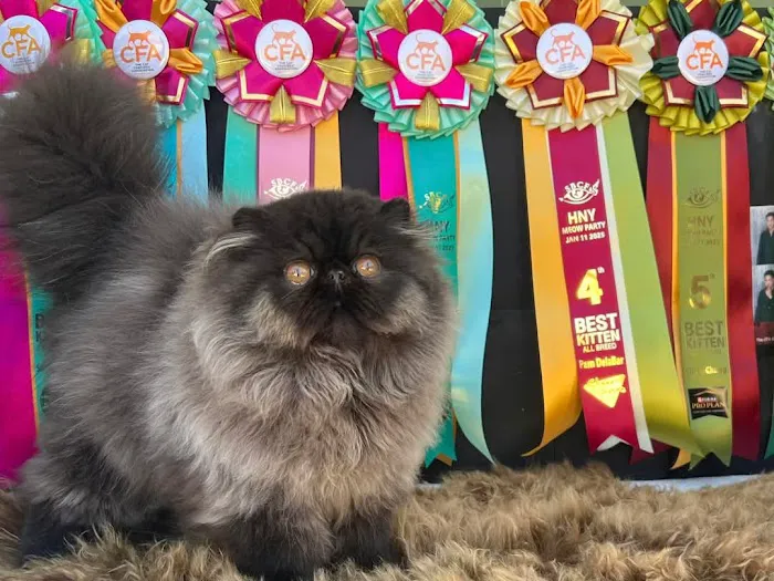 Galaxy Exotic Persian Cattery 1