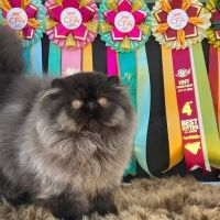 Galaxy Exotic Persian Cattery ico