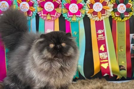 Galaxy Exotic Persian Cattery