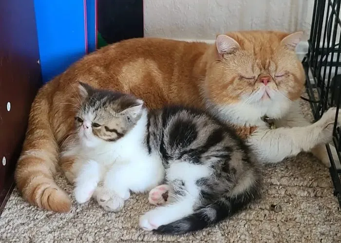 Galaxy Exotic Persian Cattery 10