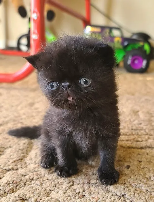 Galaxy Exotic Persian Cattery 6