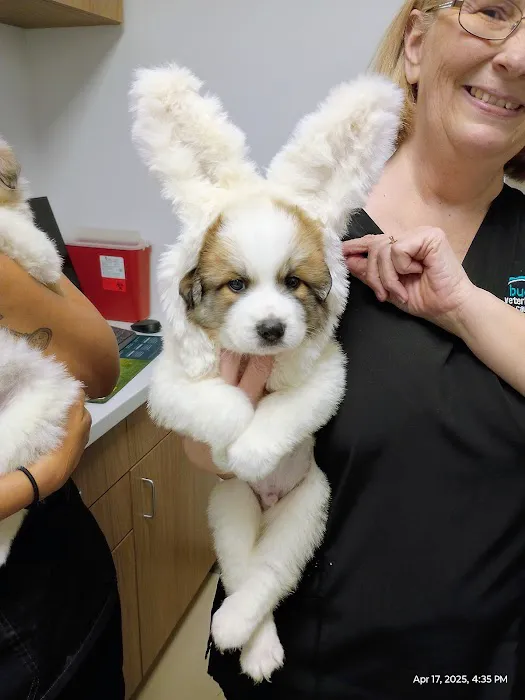 Buda Veterinary Care 2