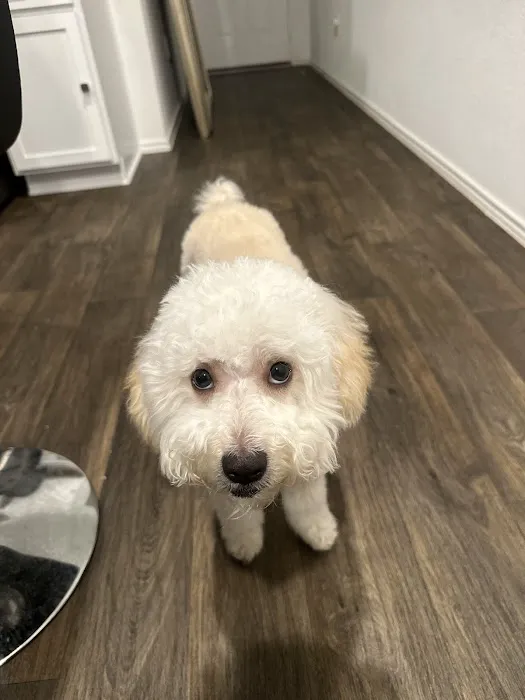 Buda Veterinary Care 8