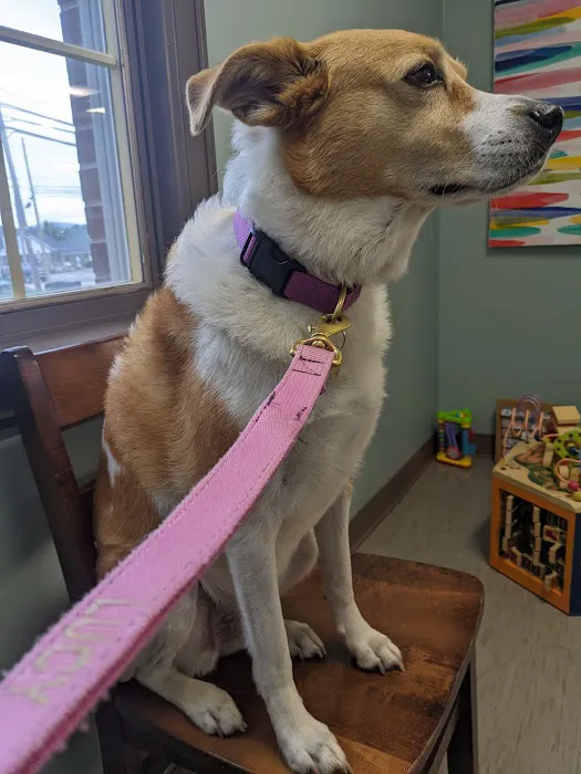Glade Creek Animal Hospital, PLLC 7