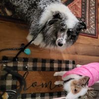Glade Creek Animal Hospital, PLLC ico