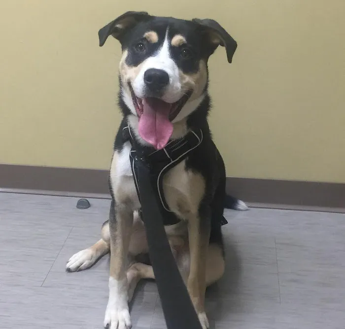 Glade Creek Animal Hospital, PLLC 9