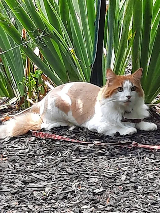 Twin Oaks Veterinary Hospital 9