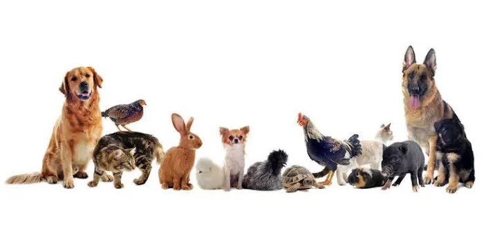 Twin Oaks Veterinary Hospital 1