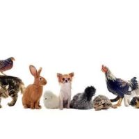 Twin Oaks Veterinary Hospital ico