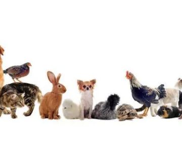 Twin Oaks Veterinary Hospital
