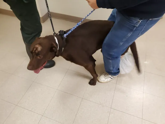 Dublin Animal Hospital 4