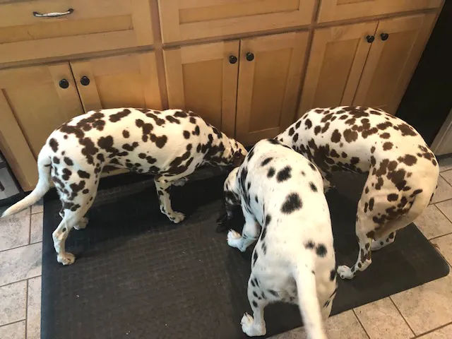 Dublin Animal Hospital 5