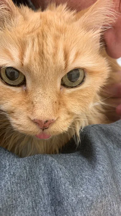 Dublin Animal Hospital 8