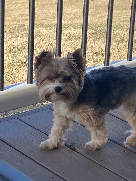 Community Animal Clinic, Inc. 4
