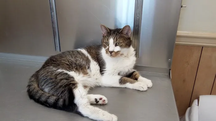 Community Animal Clinic, Inc. 2