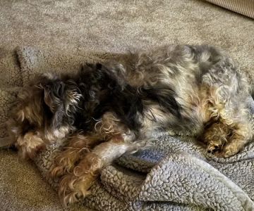 Community Animal Clinic, Inc.