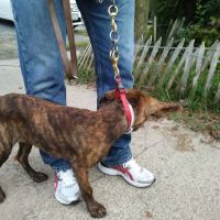 Wythe County Animal Clinic ico