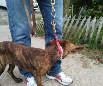 Wythe County Animal Clinic