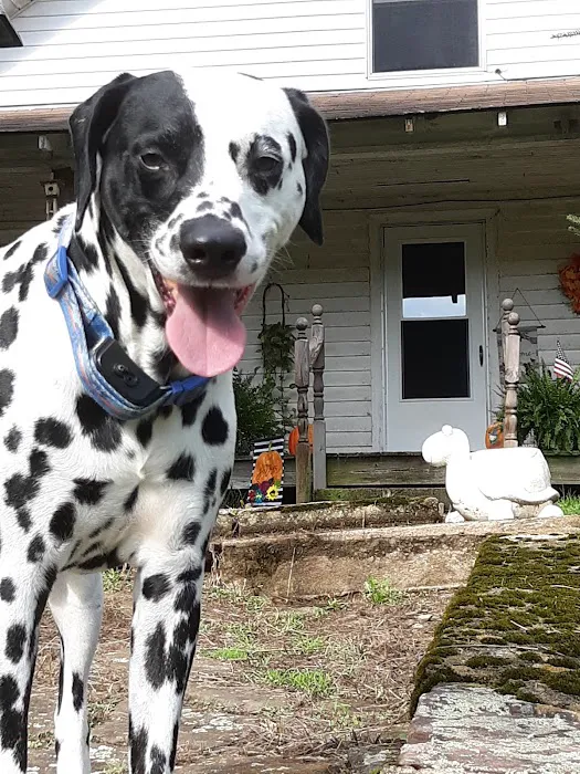 Wythe County Animal Clinic 6